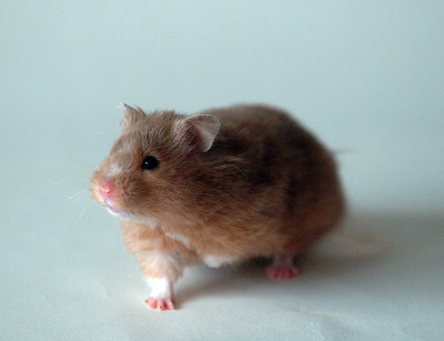 Vince - our 2nd hamster Vince - our 2nd hamster